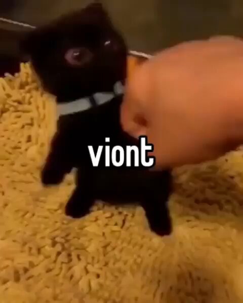 Punch Cat - https://t.co/U4GifKTDnZ