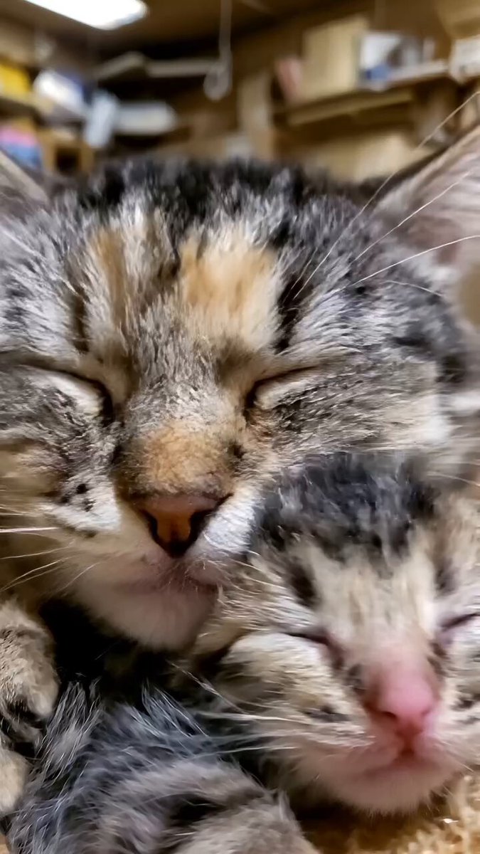 CAT LOVERS - https://t.co/II6AH0BeFk