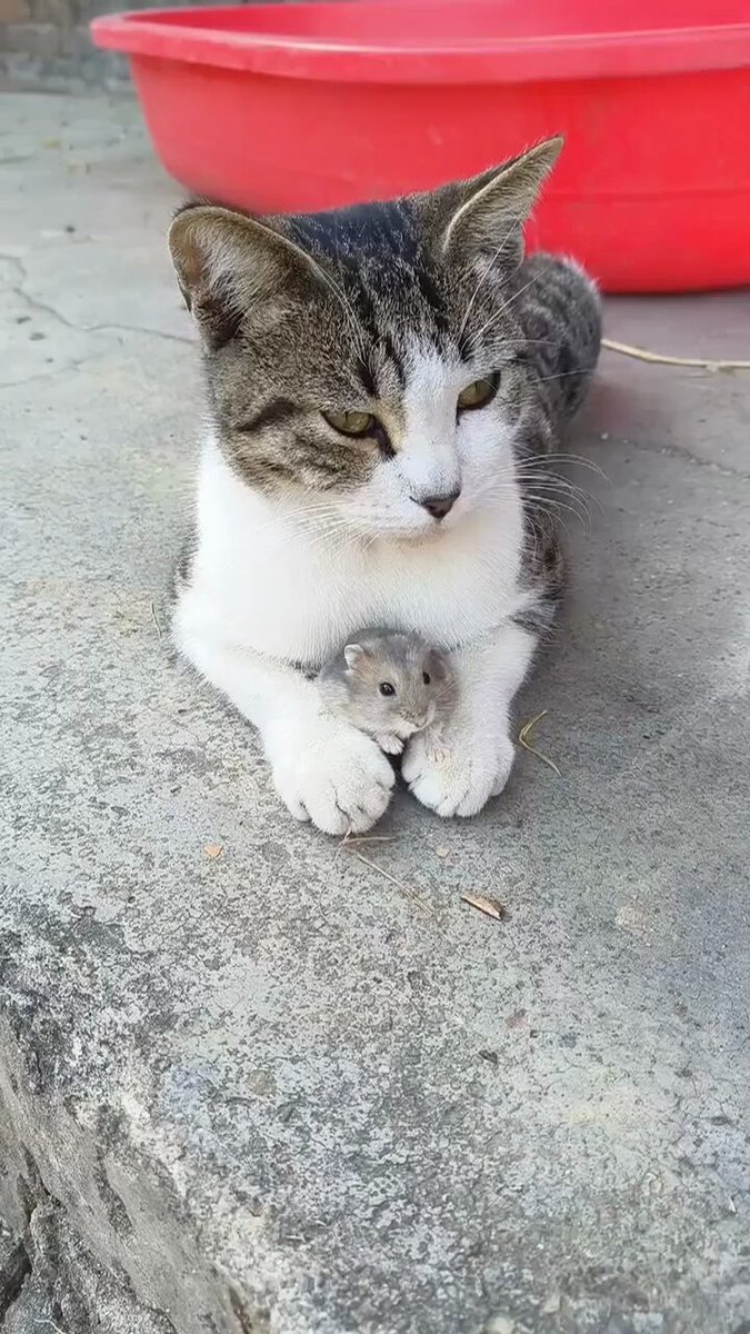 Punch Cat - https://t.co/XMG8zeF4ew