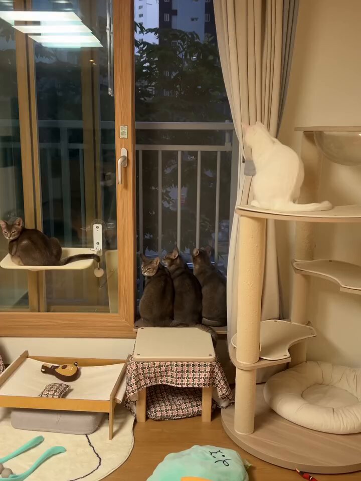 CAT LOVERS - https://t.co/rW62frDYIi