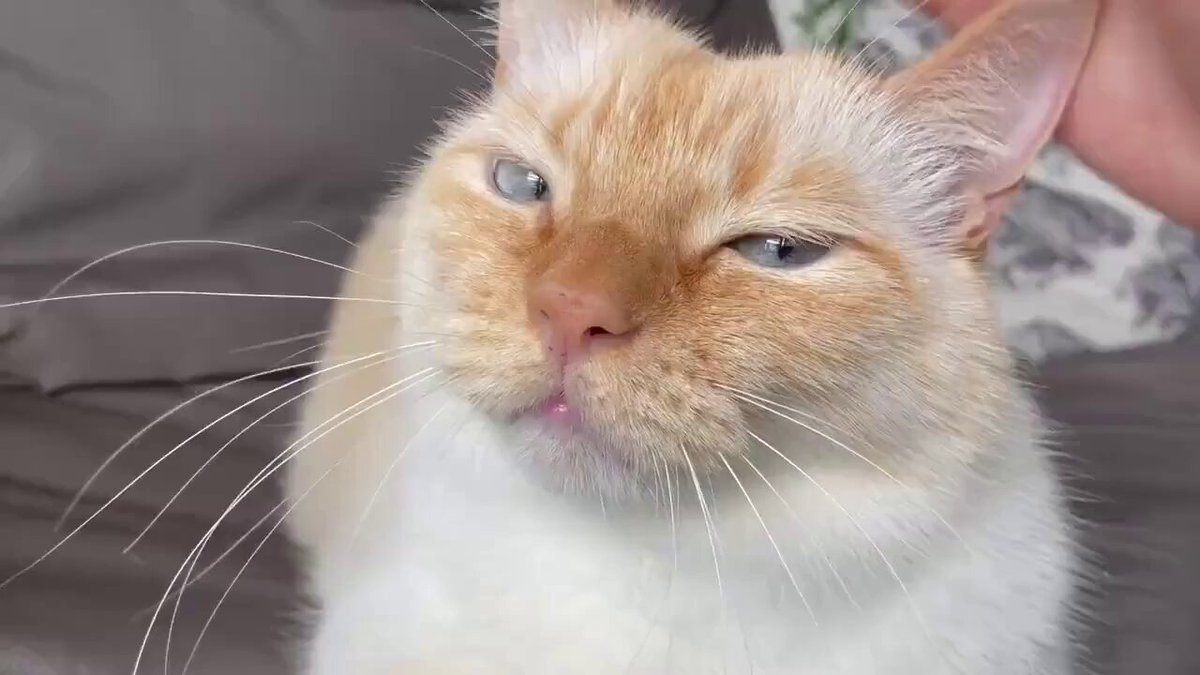 CAT LOVERS - https://t.co/7vLIhF41wc