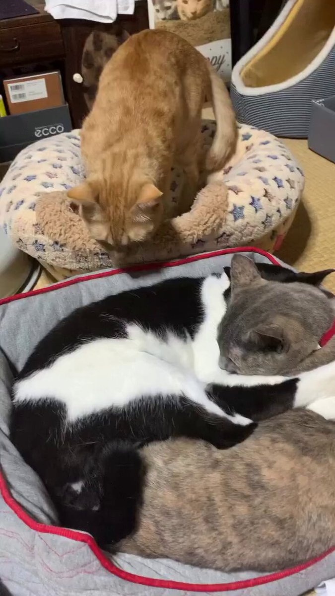 We don't deserve cats 😺 - I love how cats invite themselves to make a big cat pile