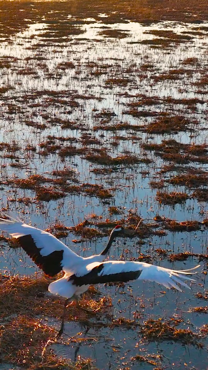 Science girl - Red-crowned cranes taking flight over golden wetlands