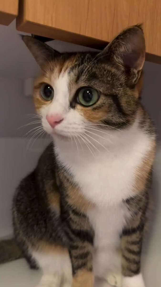 CAT LOVERS - https://t.co/scVAXroHQB