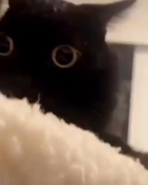 Punch Cat - https://t.co/YsZwfzxTck