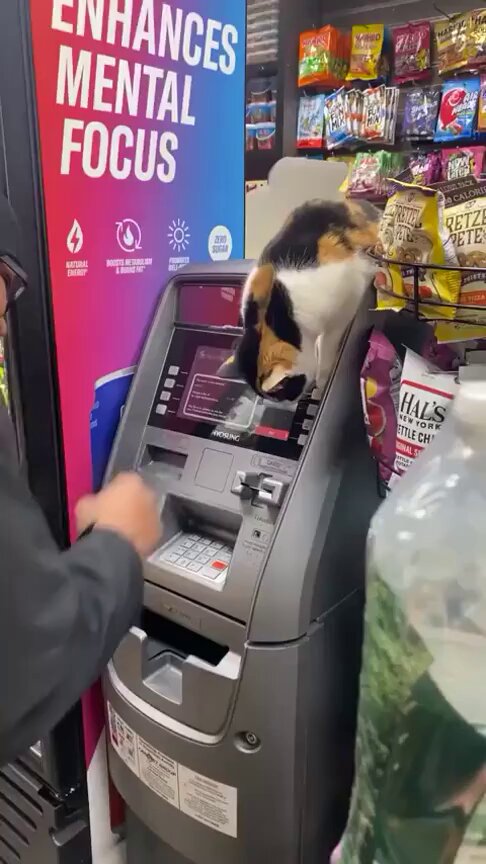 CAT LOVERS - https://t.co/XxaYkbUfn0