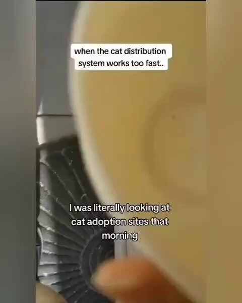 Punch Cat - https://t.co/c9CCwrisLH