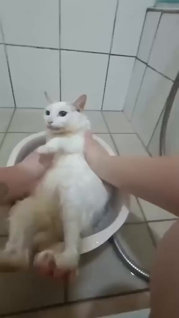 Punch Cat - https://t.co/s7MCsULZ0C