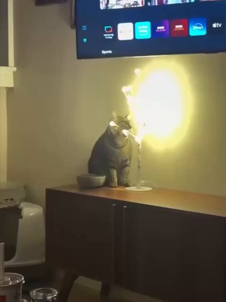 CAT LOVERS - https://t.co/iVgBgnTjRv