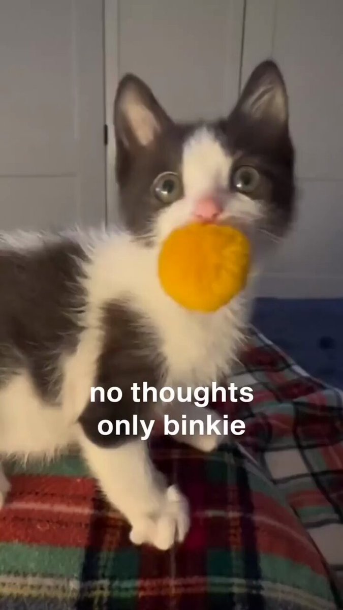 Punch Cat - https://t.co/zAFuKDycJi