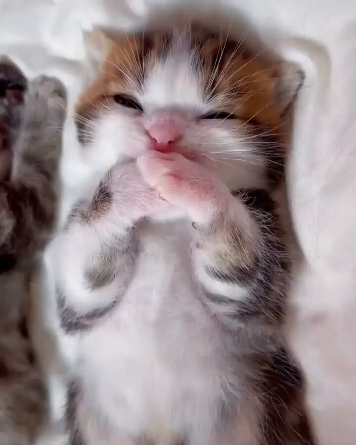 Punch Cat - https://t.co/vcIZY2Gt3X