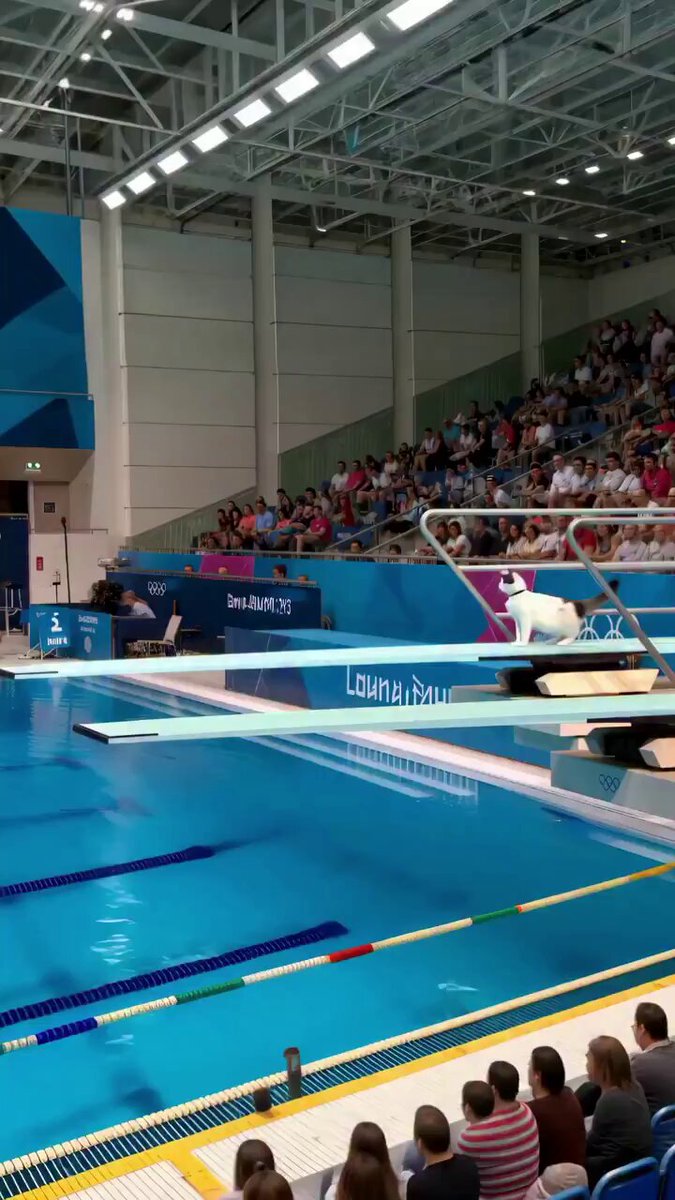 CAT LOVERS - Michi Olimpiadas.