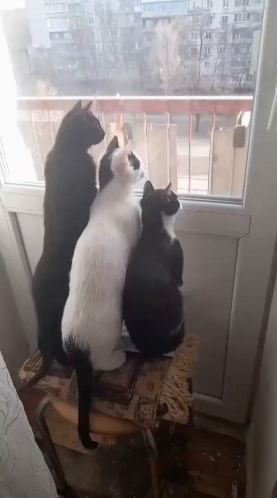 CAT LOVERS - https://t.co/dV9vhiqY4m