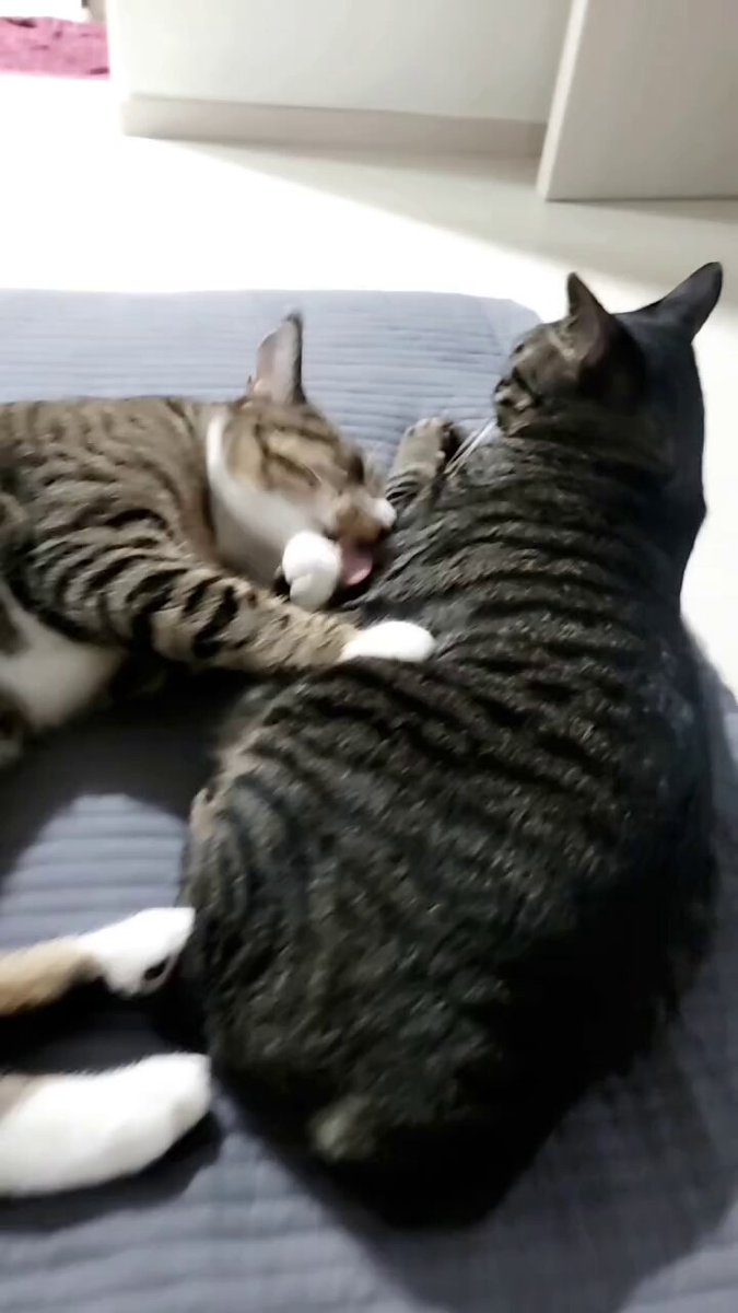 CAT LOVERS - https://t.co/435AHu0BPu