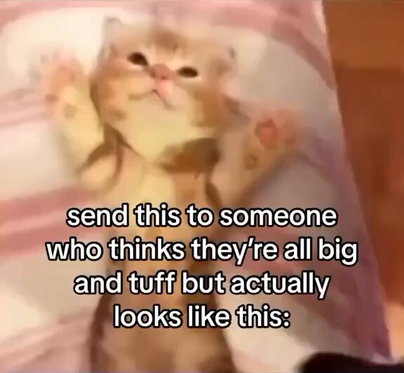 Punch Cat - https://t.co/nsvqw0Mrfp