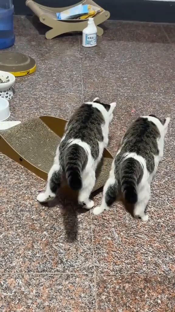 CAT LOVERS - https://t.co/zXUEsGzR8T
