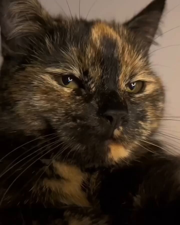 Punch Cat - https://t.co/Ts4YP41uFi