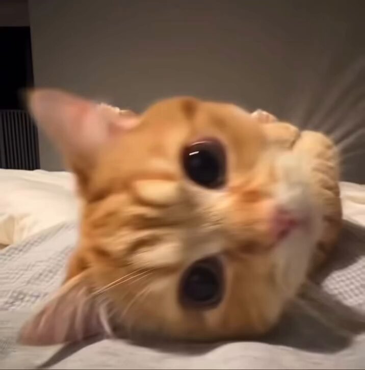 CAT LOVERS - https://t.co/Ka5vJK0sTc