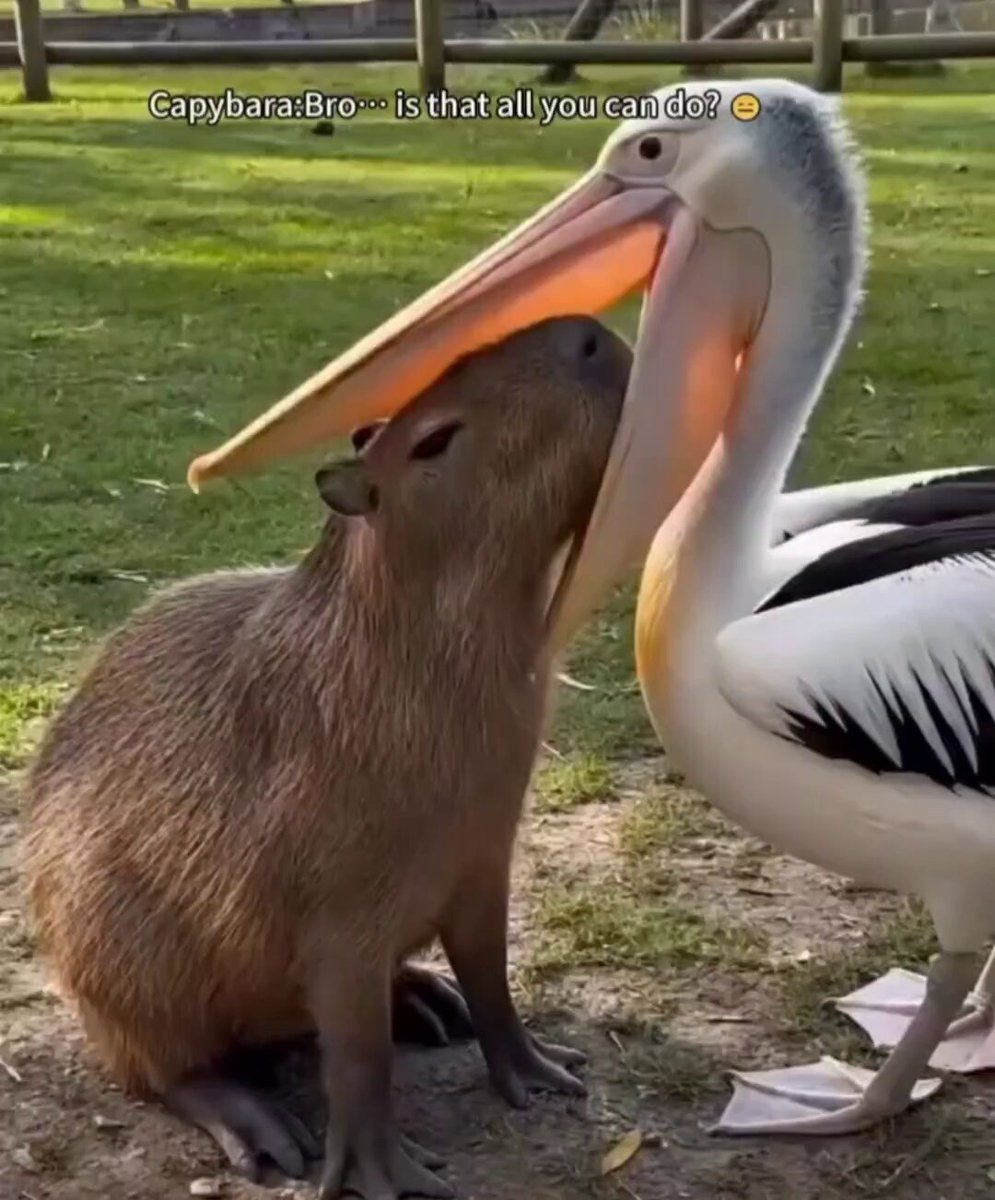 Nature is Phenomenal - Capybara:Is drooling on me all you can do?