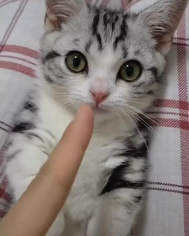 Punch Cat - https://t.co/fF63JTmTP5