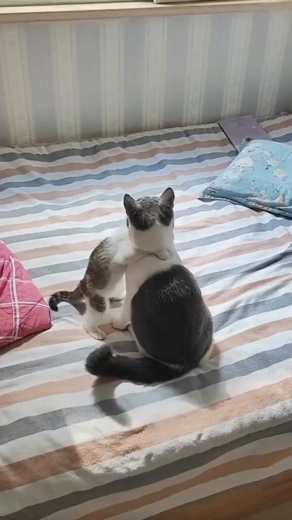 Punch Cat - https://t.co/9hNiiNTzec