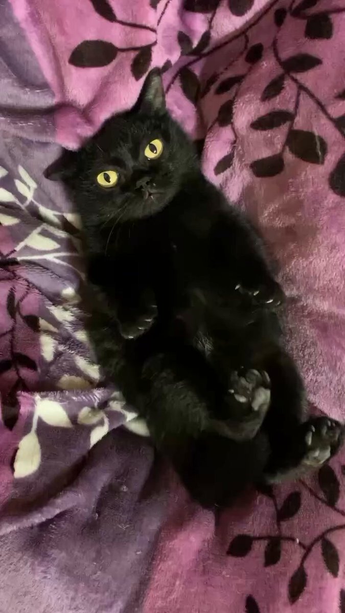 CAT LOVERS - https://t.co/e3MjYWbBji