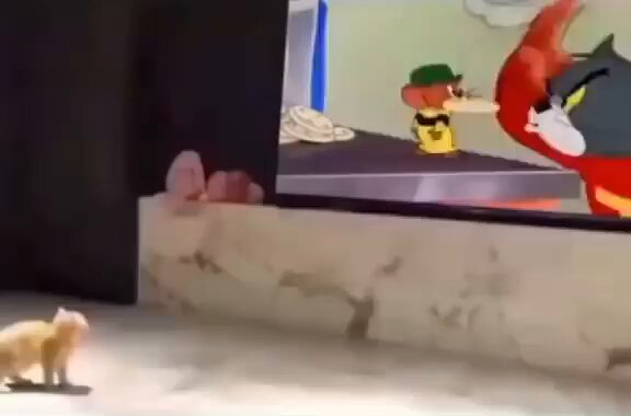 Punch Cat - https://t.co/YQnaUYSOGu