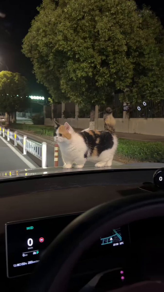 CAT LOVERS - https://t.co/nN15FLiKRt