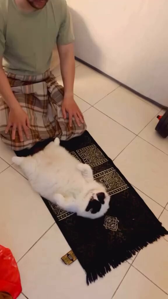 CAT LOVERS - https://t.co/norrcmRYKk