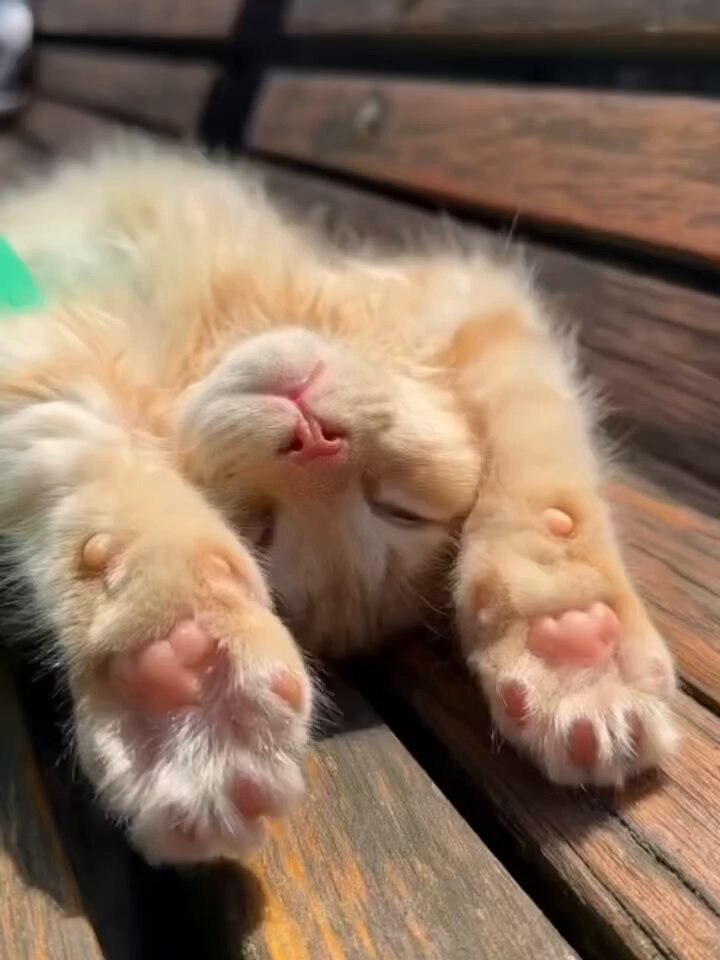 CAT LOVERS - https://t.co/cb5dnvGfrY