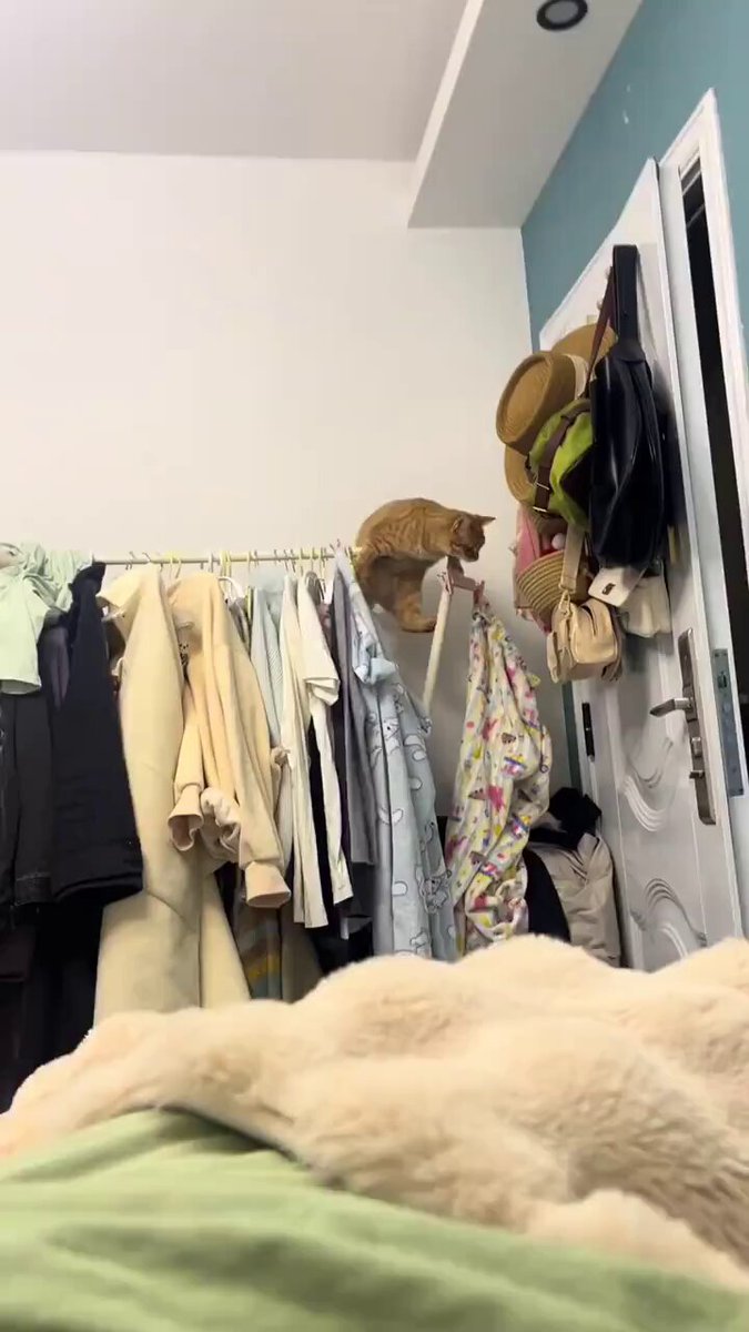 We don't deserve cats 😺 - He gave Mom a look like, “Why aren’t you helping me?😭