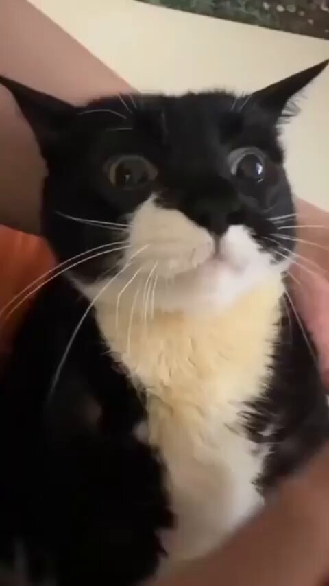Punch Cat - https://t.co/USmvfH0bh1