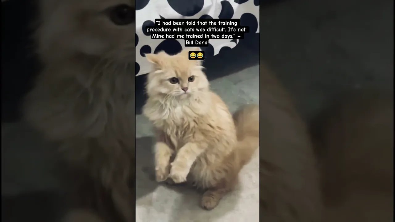 Fun cat quotes #cat #humorvibes #funnyanimals #pets #adoreble #funnycats #shorts #fyp #funny