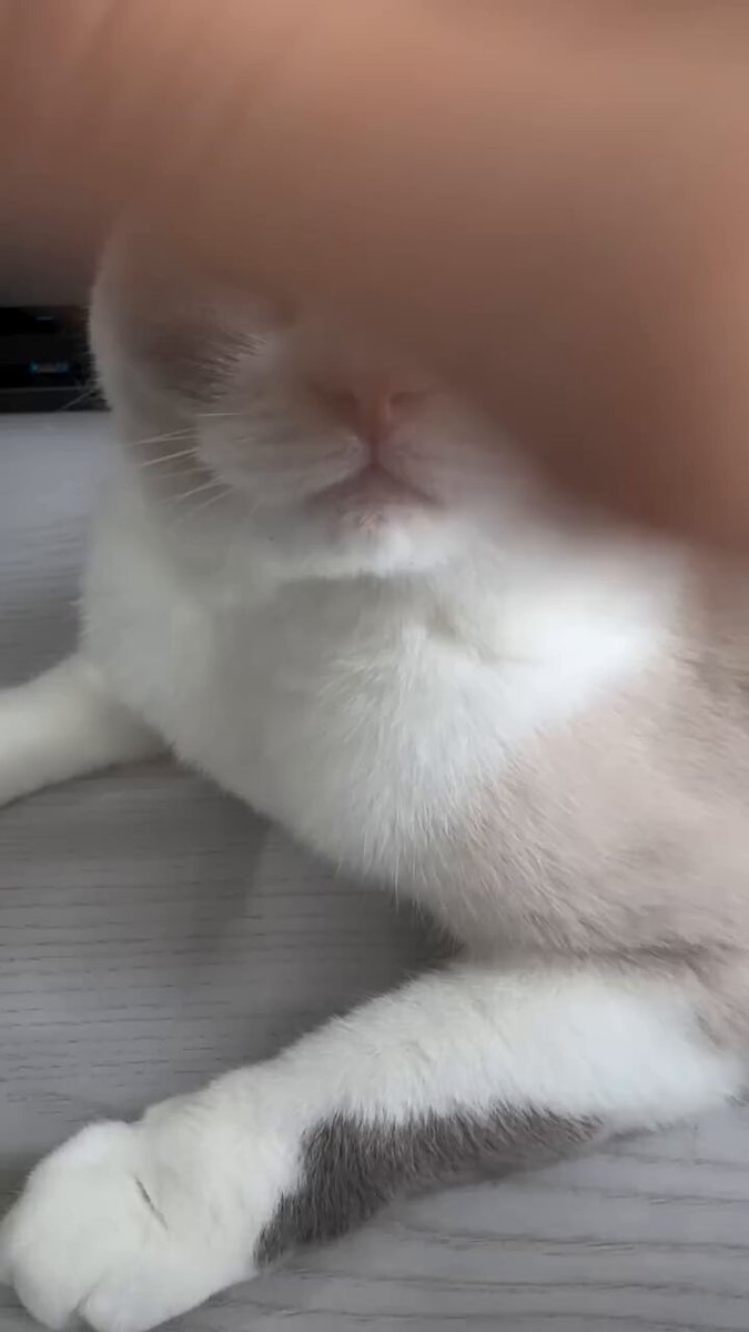 CAT LOVERS - https://t.co/FTEDgh4ual