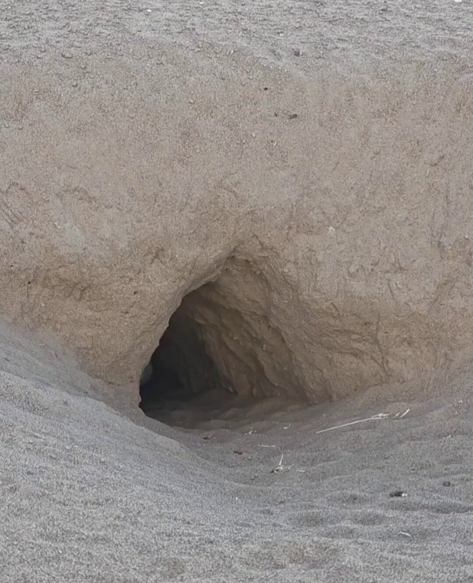 Nature is Phenomenal - In the heart of the Sahara Desert  Two baby fennec foxes appear from ...