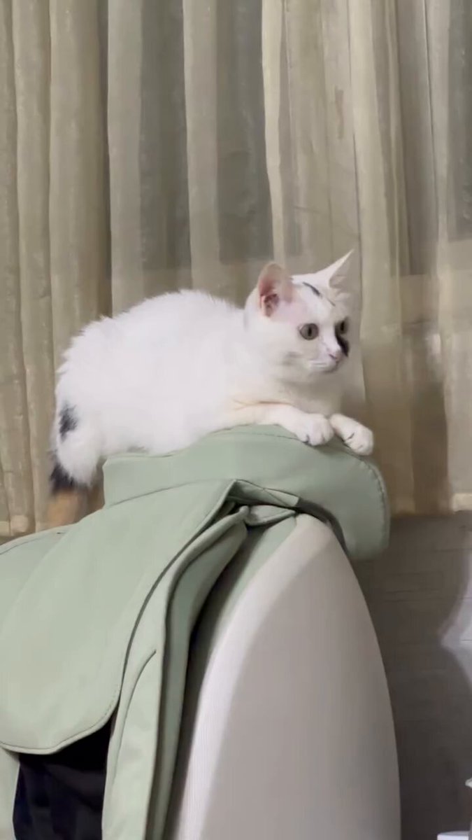CAT LOVERS - https://t.co/8JqADGRIYz