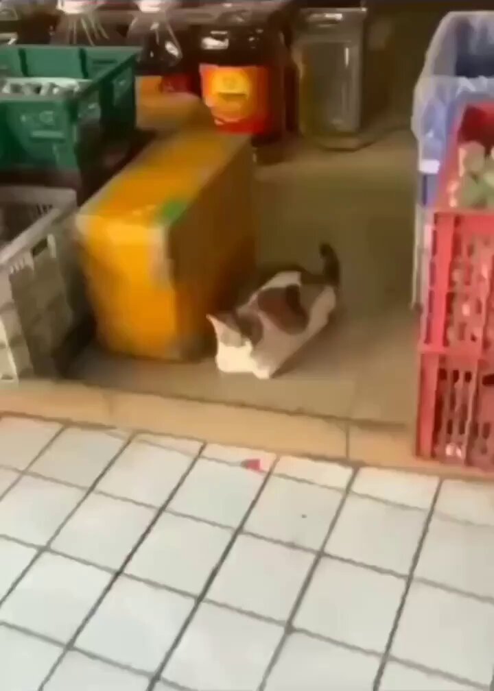 Punch Cat - https://t.co/v9htYbFeCT