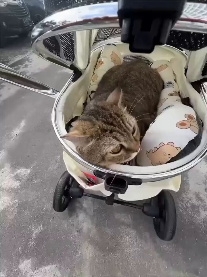 CAT LOVERS - https://t.co/mqvGaCcXXB