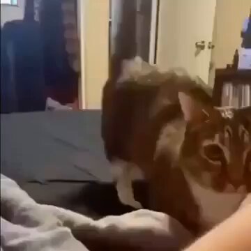 Punch Cat - https://t.co/xXj7m2q3CP