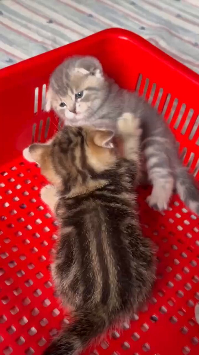 CAT LOVERS - https://t.co/Qaz9kRSy3u