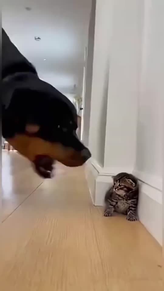Vidéo