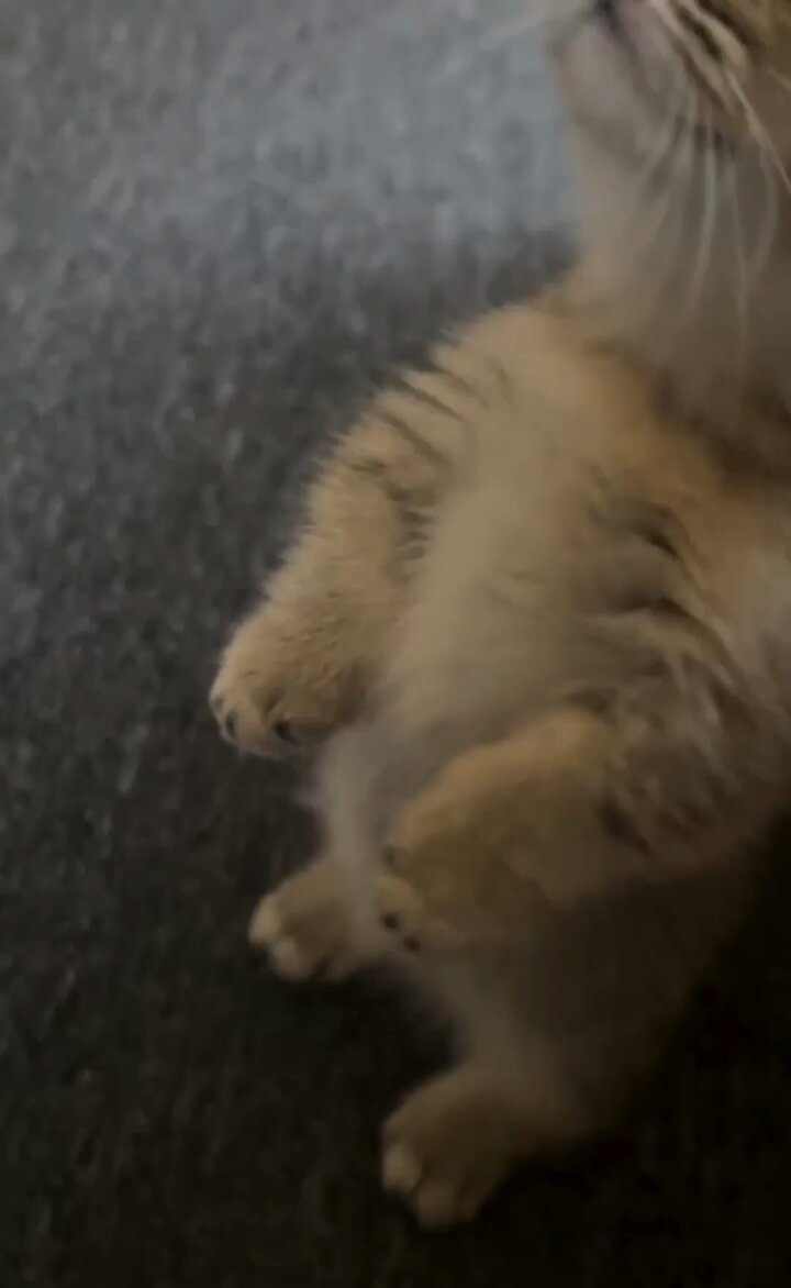 Punch Cat - https://t.co/EKbx0LJIM9