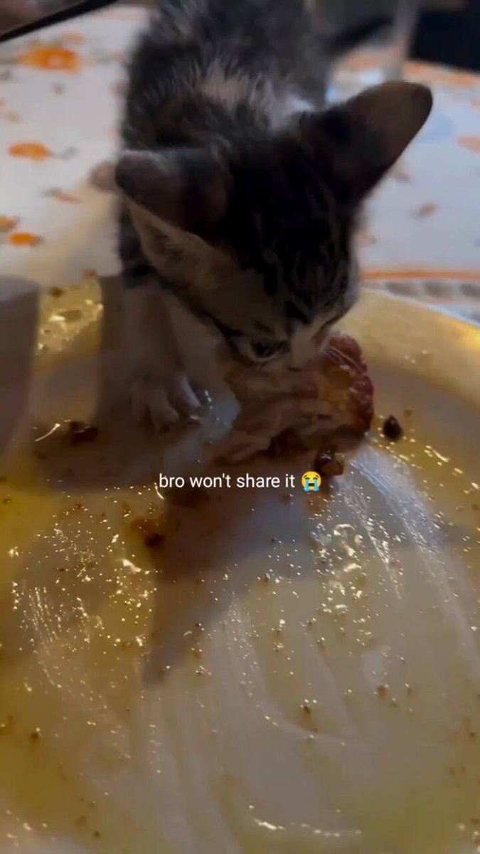Punch Cat - https://t.co/CZSC5zJs4f
