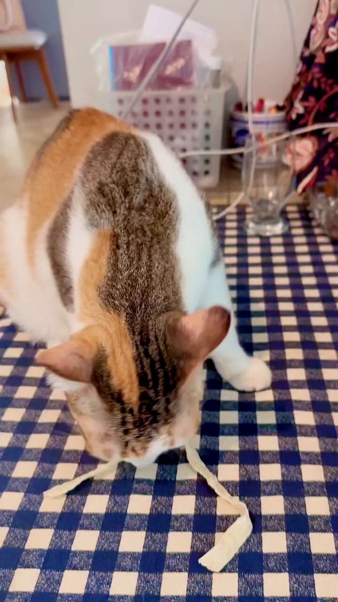 CAT LOVERS - https://t.co/u4JI3NdePr