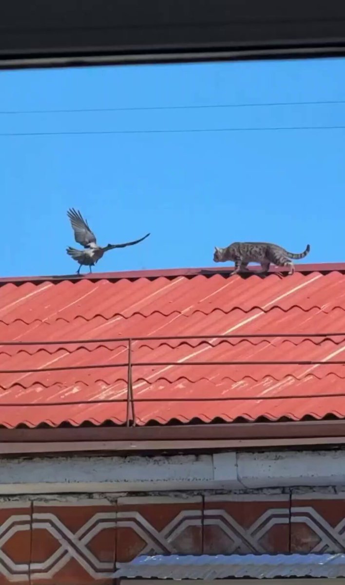 Nature is Phenomenal - Everything's getting weird here A crow is teasing a cat 🥺😂