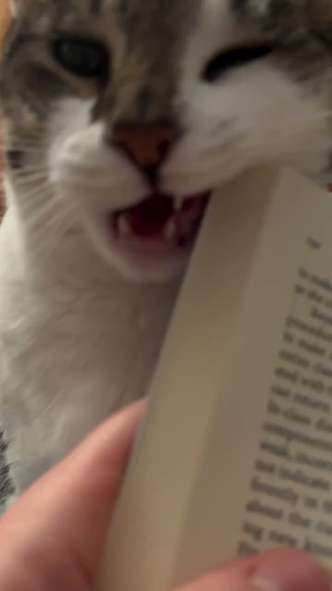 CAT LOVERS - https://t.co/kcOUYvc8hm