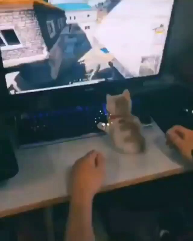 Punch Cat - https://t.co/NddJOkuOxY
