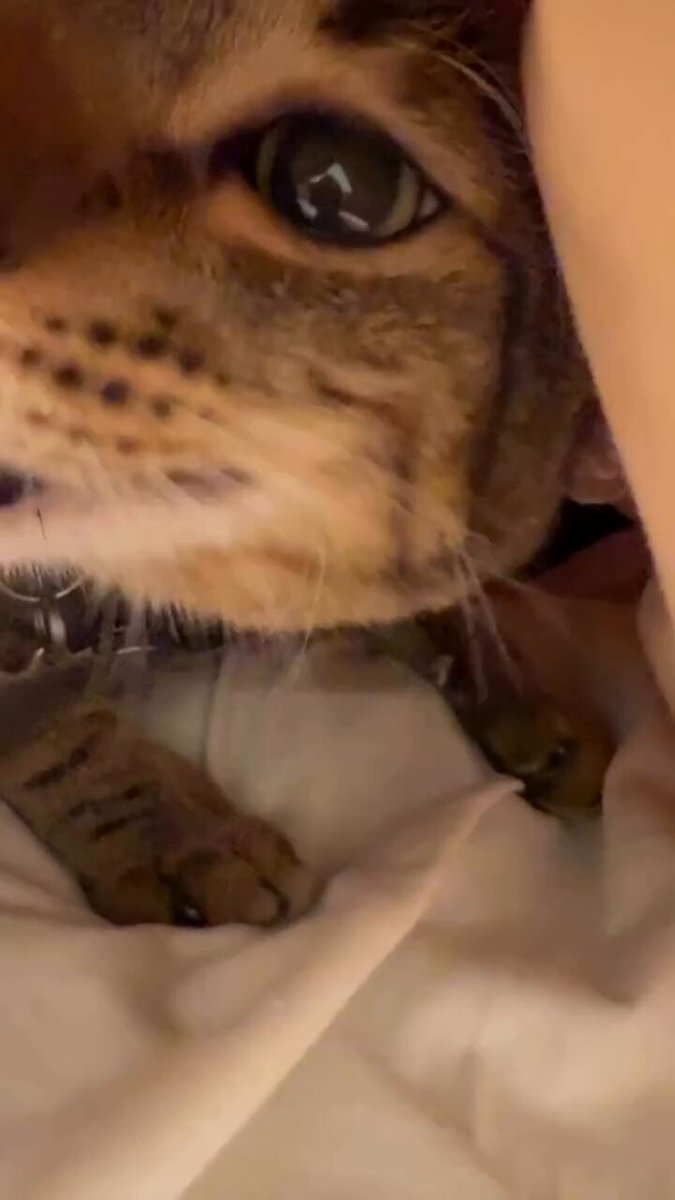 CAT LOVERS - https://t.co/2BTdzpK2K9