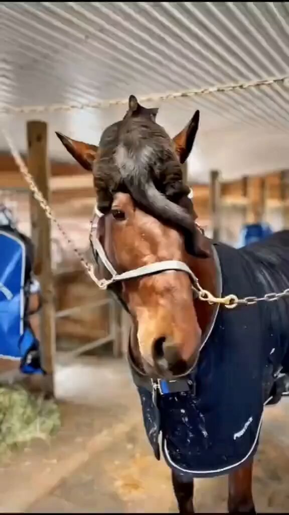 CAT LOVERS - And here a horse demonstrates how to properly wear a cat.