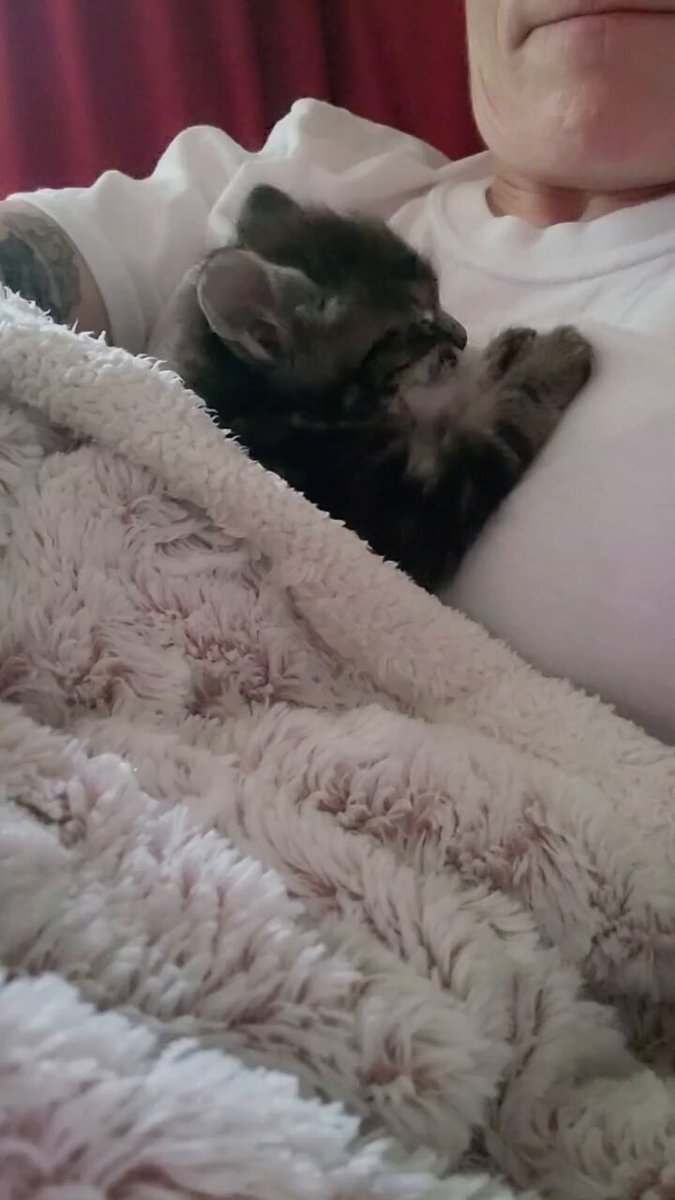CAT LOVERS - https://t.co/Bagu4WENxs
